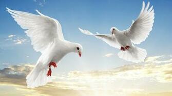 Pigeons HD Wallpaper Pictures Image Background Photos