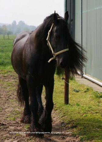 Friesian Horse Pictures