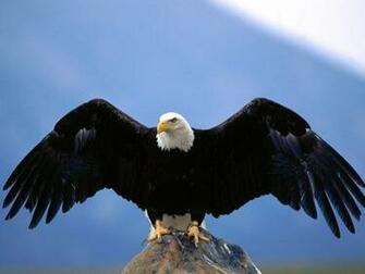 Beautiful Wild Animals Birds Wallpaper