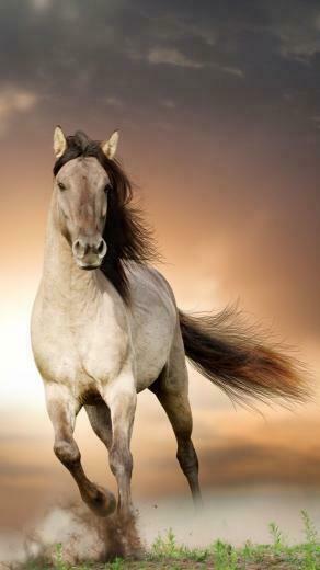 Robert On Konie Horse Background Image HD