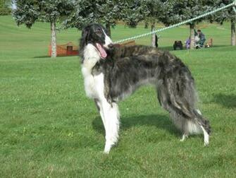 Borzoi The Breed Archive