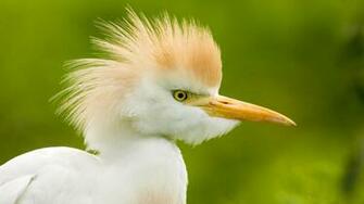 Bird With Orange Feathers On Head Wallpaper55 Best Wallpaper