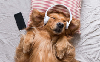 Dog Aesthetic Wallpaper