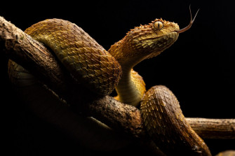 Africa S Neglected Snakebite Crisis Kills Tens Of Thousands A Year