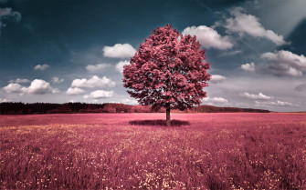 Pretty Nature Background Wallpaper
