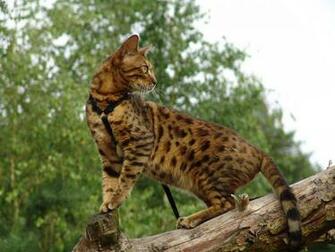 Bengal Cat Wallpaper
