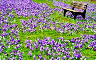 Field Of Spring Flowers Image