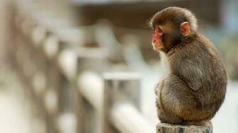 Baby Monkey Wallpaper Best Image Nice