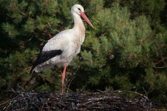 White Stork Full HD Wallpaper And Background