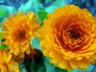 Desktop Wallpaper Flowers Background Big Yellow Flower