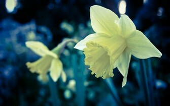 Daffodil Wallpaper Wallaper Aaaaaaaaags Homx5gunnem Tanodvdoeyi