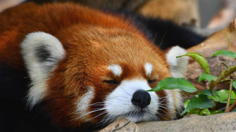 Cute Animal Wallpaper