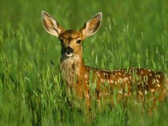 Deer Screensaver Screensavers