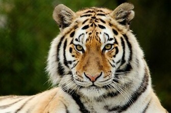 Tiger Computer Wallpaper Desktop Background Id