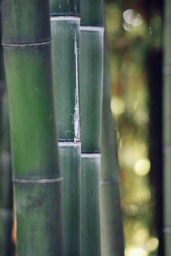 Bamboo HD Wallpaper