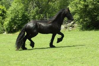 Friesian Black Horse Wallpaper