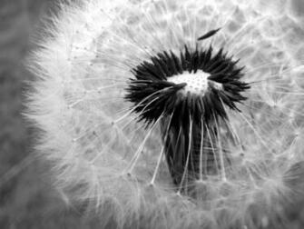 Dandelion Black And White Wallpaper By