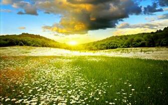 Dream Spring Field Of Flowers Wallpaper HD