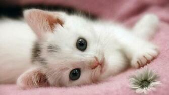 Fluffy Kitten Wallpaper HD
