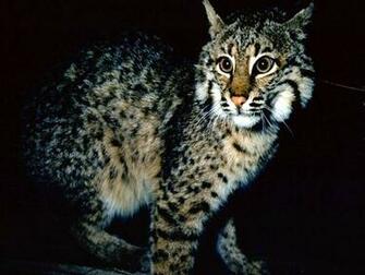 Bobcat Wallpaper Background