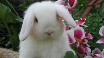 White Rabbit Wallpaper