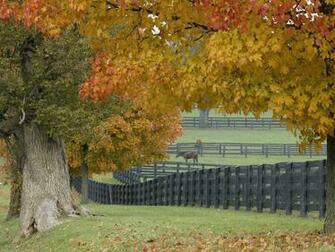 Horses In Autumn Computer Wallpaper Desktop Background