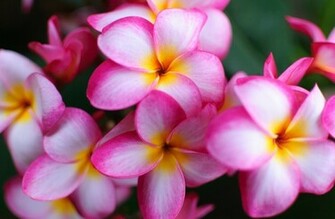 Exotic Frangipani Plumeria White Pink Wallpaper Photos Pictures
