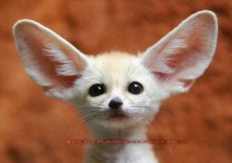 Beautiful Wallpaper Top Cutest Animals Ever