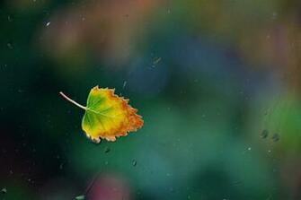 4k Wallpaper Macro Water Window Leaf Glass Drops Rain Single