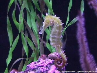 Return To Seahorse Sea Background Wallpaper Animal Scoop Billy
