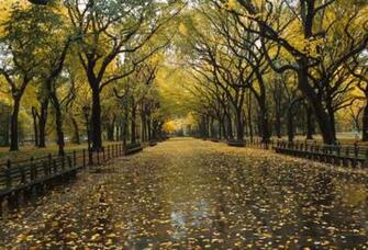 Central Park By Olmstead Vaux