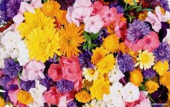 Wallpaper Beautiful Flower For Desktop