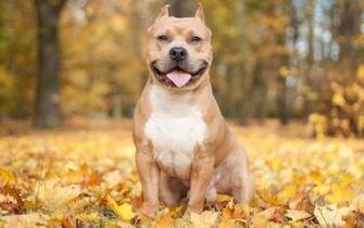 Pitbull Wallpaper Net