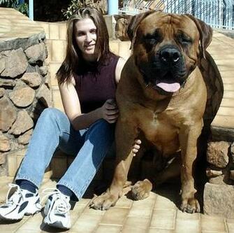 English Mastiff For Wallpaper Old