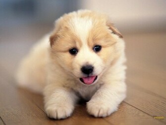 Youwall Cute Dog Wallpaper