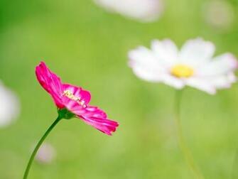 And Daisy Flower Macro Photography HD Wallpaper Nature