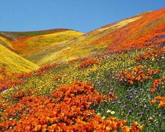 California Poppies Deedeeflower Wallpaper