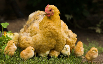 Chicken Wallpaper HD