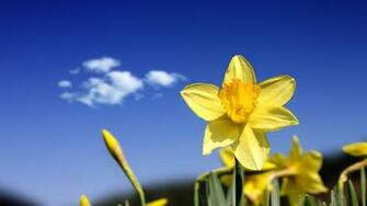 Flowers Buds Sky Spring Cloud Wallpaper Background
