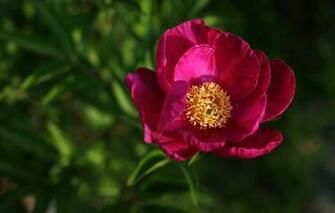 Wallpaper Peony Macro Petals Flowers