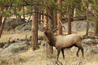 Elk Wallpaper Weddingdressin