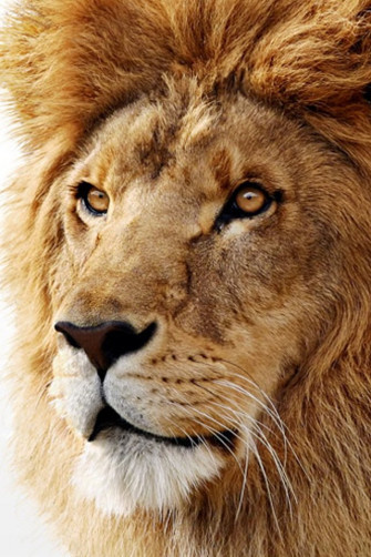 Cute Animals iPhone Wallpaper You Would Love To