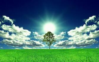 Tree Of Life Wallpaper Desktop Background In HD High