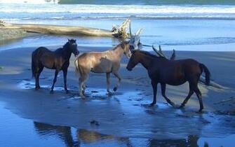 Horses On The Beach Wallpaper