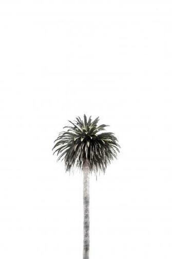 Mishka On Inspirational Quotes Palm Tree Background
