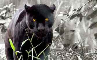 Angry Black Panther Image Wallpaper Widescreen