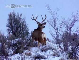 Cool Coyote Hunting Background Wallpaper Photos