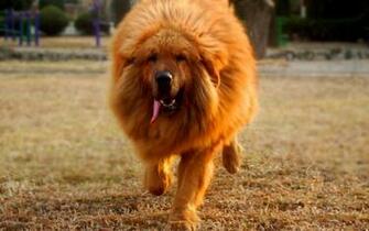 Characteristics Of Red Mastiff Wallpaper Series