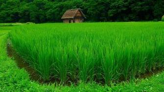 Green Image Sf Wallpaper