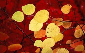 Autumn Windows Wallpaper De Vizualizator